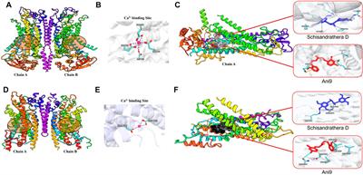 ANO1-downregulation induced by schisandrathera D: a novel therapeutic target for the treatment of prostate and oral cancers